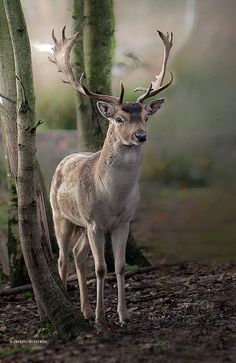 a deer standing next to two trees in the forest