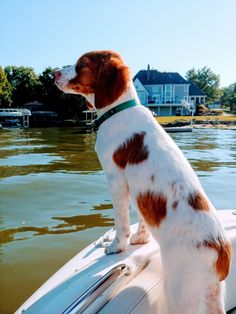 a brown and white dog sitting on top of a boat