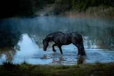 a black horse standing in the middle of a lake with fog coming from its back