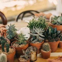 there are many different types of plants in the pots on the table together, and one is green