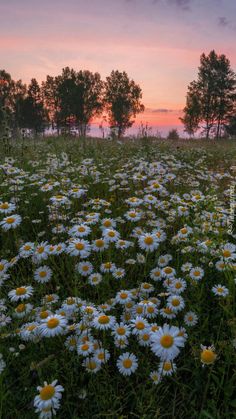 a field full of white and yellow flowers under a pink sky with trees in the background