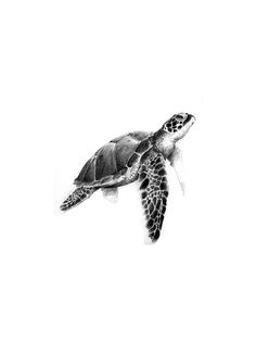 a black and white photo of a sea turtle