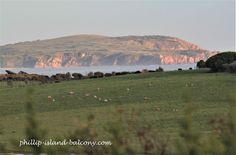 Spring lambs on lush green grass are back-dropped by a sunny Cape Woolamai, Phillip Island. Cape Woolamai, Island Holidays, Spring Lambs, Tourist Guide, Rural Scenes, Green Grass, Lush Green, Penguins