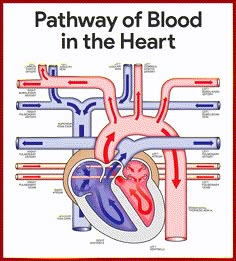 the pathway of blood in the heart