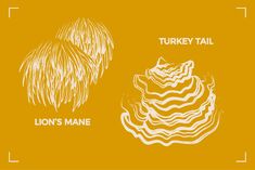 two different types of turkey tail and lion's mane on an orange background with white text