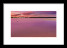 a lone tree standing in the middle of a pink lake at sunset framed print by panoramic images