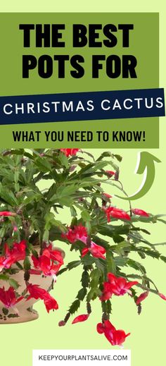 Potting is a major part of Christmas cactus care! Let's talk about the best pots for Christmas cactus - so you can pot it correctly and help your plant thrive! Christmas Cactus Pot Ideas, Repotting Christmas Cactus Plants, Cactus Propagation, Christmas Cactus Flower, Christmas Cactus Propagation, Indoor Cactus Plants, Planting Hacks, Caring For Plants, Christmas Cactus Care