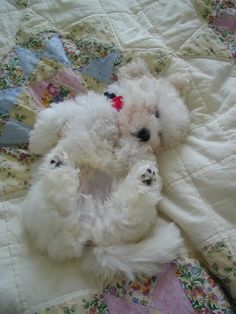 a small white teddy bear laying on top of a quilted bedspread,