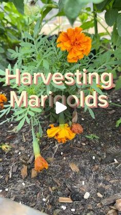 an orange flower with the words harvesting marriods on it in front of some plants