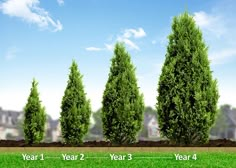 a row of trees in the middle of a field