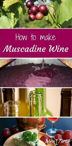 how to make muscadinene wine with grapes in the foreground and on the background