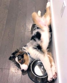 a dog laying on its back next to a bowl