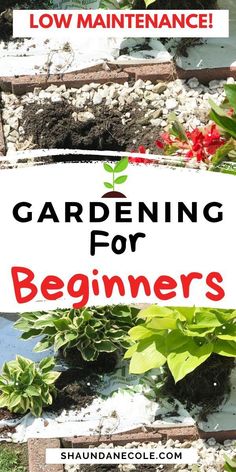 gardening for beginners with text overlay