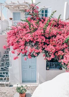 pink flowers growing on the side of a white building with blue doors and windows in front of it