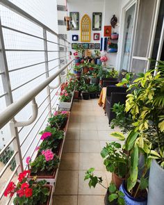 several potted plants on the balcony of a house with white walls and tiled flooring