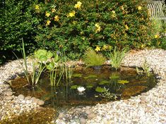 there is a small pond in the middle of some rocks and gravel with yellow flowers on it