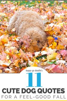 a dog laying in leaves with the words 11 cute dog quotes for fall