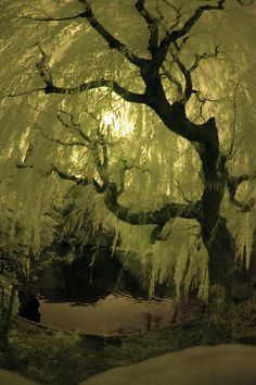 a large tree sitting next to a lake under a yellow lit sky with snow on the ground