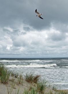 a bird flying over the ocean on a cloudy day