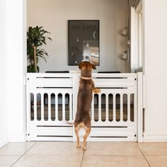 a dog standing on its hind legs in front of a white gate and looking up