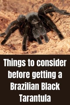 a black tarant spider with the caption things to consider before getting a brazilian black tarantula