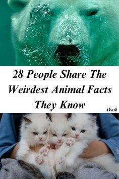 people share the weirdest animal fact they know by making them look like polar bears