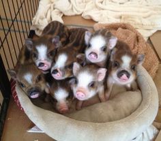 several small brown and white animals in a cage