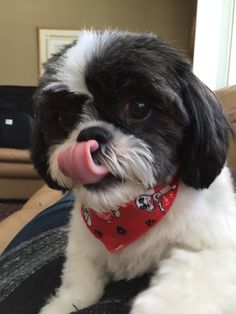 a small black and white dog with a red bandana on it's neck