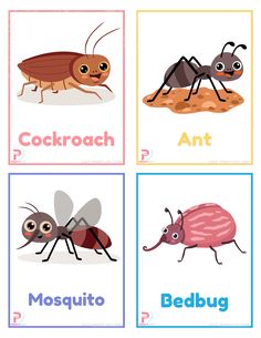 Insects Flashcards Free Printable Chinese Flashcards, Body Parts Preschool, Insects Preschool, Animal Flashcards, Alphabet Worksheets Preschool, Printable Flash Cards, Kindergarten Lessons, Free Preschool