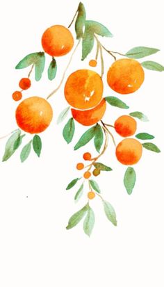 watercolor painting of oranges on a branch with leaves and berries in the foreground