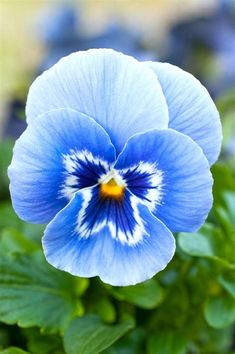 a blue flower with white stripes on it's center and green leaves in the background