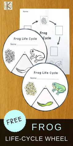 the frog life cycle worksheet for kids to learn how to read and draw