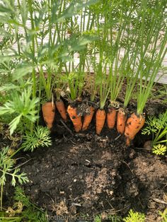 several carrots are growing in the soil