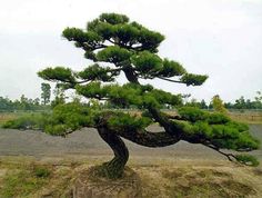 a bonsai tree sitting on top of a pile of dirt