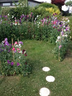 an aerial view of some flowers in the grass