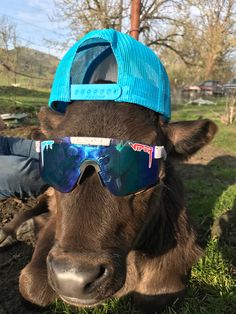 a brown cow wearing sunglasses and a blue hat sitting on top of a grass covered field