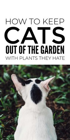 Learn how to keep cats out of the garden with plants they hate. Include these cat repellent plants and herbs on perimeters to repel neighbours cats. #keepcatsout #catrepellent Cat Repellant Outdoor, Gardening Design Diy, Feeding Birds, Repellent Plants, Rosemary Plant, Natural Mosquito Repellant