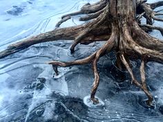 a tree that is standing in the snow with ice on it's ground and water around it