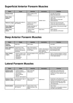 Muscles of the upper limb Upper Limb Muscles Origin Insertion, Anatomy Of Upper Limb, Origin And Insertion Of Muscles, Upper Limb Anatomy Notes, Muscles Of Forearm, Muscles Of Upper Limb, Forearm Muscle Anatomy, Upper Limb Muscles