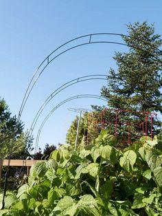 an outdoor garden with lots of green plants and trees in the background, under a blue sky