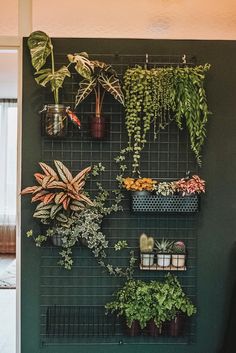 there are many potted plants on the wall