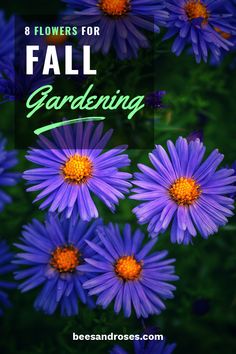 purple flowers with the words 8 flowers for fall gardening in green and orange on top