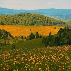 a field full of yellow flowers in the middle of a green valley with mountains in the background