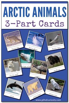 an arctic animal card game with polar bears and penguins