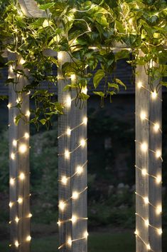 some lights that are on the side of trees