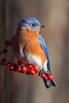 a blue bird sitting on top of a red berry covered branch