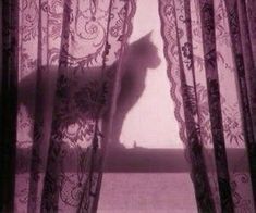 a cat sitting on top of a window sill in front of a sheer curtain