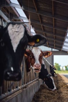 cows are standing in their stalls at the dairy station, looking out over the fence