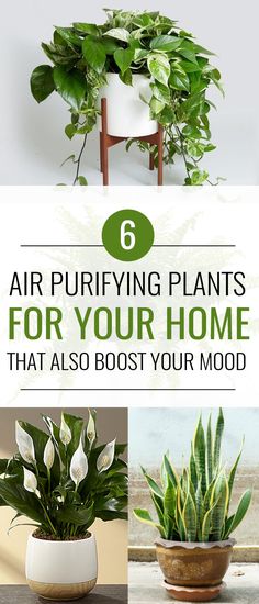 four different types of houseplants with the text 6 air purifying plants for your home that also booster your mood