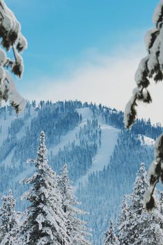 snow covered trees and mountains in the distance